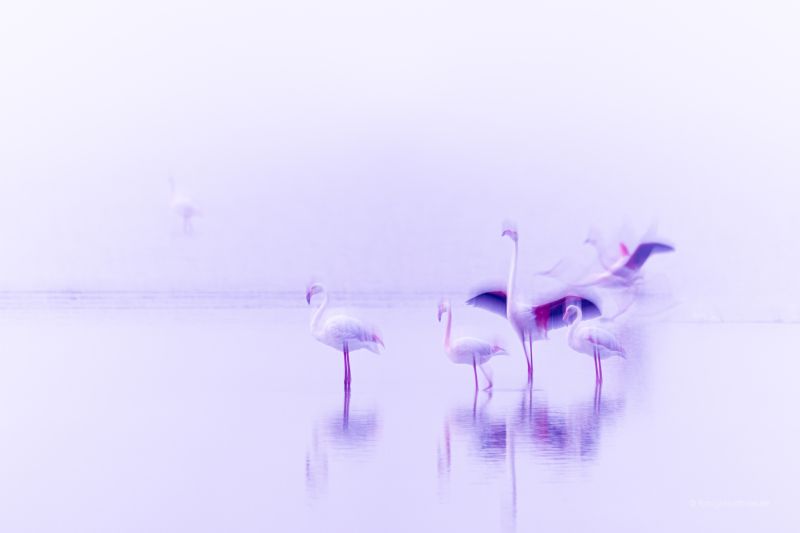 Flamingo Ballett