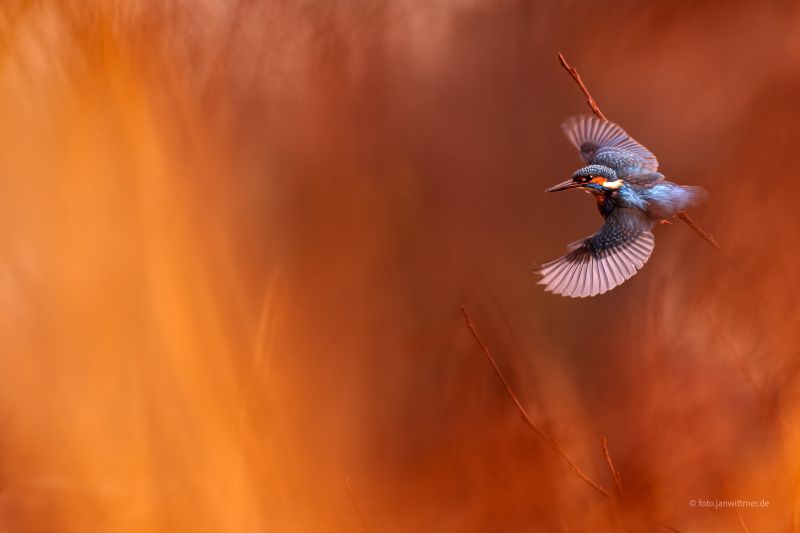 Eisvogel im Abflug, eingerahmt von sonnendurchleuchtetem Schilf