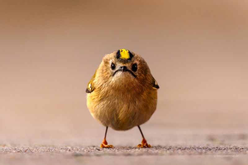 Wintergoldhähnchen auf Augenhöhe, das direkt in die Kamera blickt