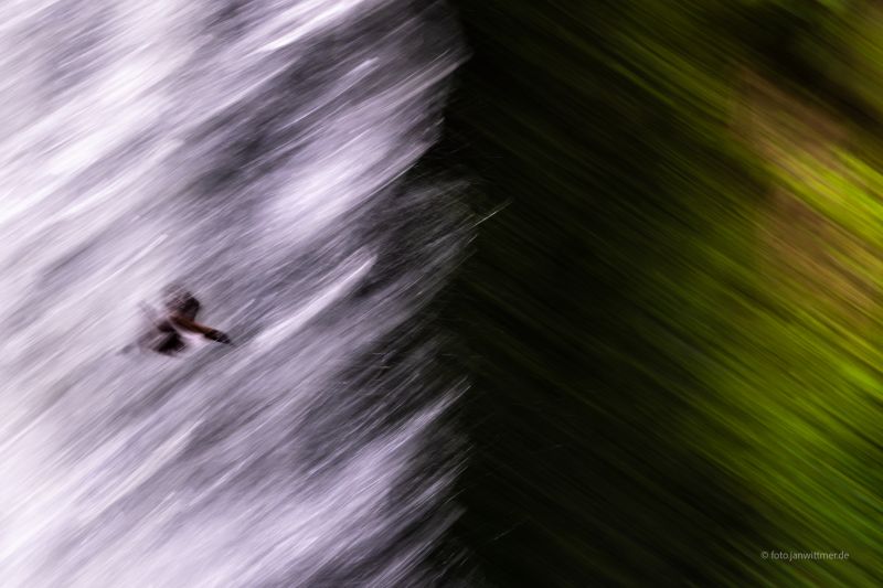 Wasserfallamsel
